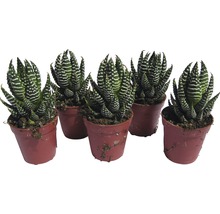 Fem Haworthia zebra-suckulenter i krukor