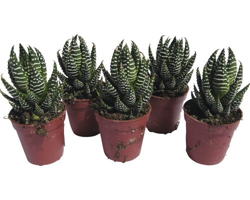 Fem Haworthia zebra-suckulenter i krukor