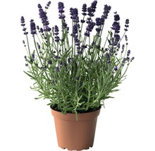 Lavendel i kruka