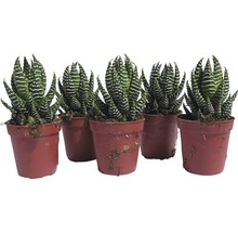 Fem Haworthia zebra suckulenter i krukor