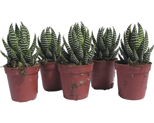 Fem Haworthia zebra suckulenter i krukor