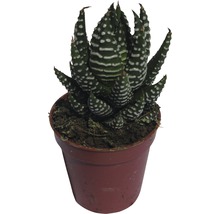 Zebra Haworthia i kruka
