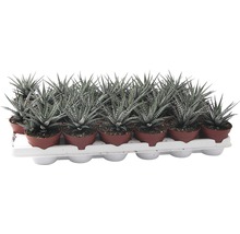 Bricka med Haworthia krukväxter