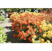 Blommande azaleor i en trädgård