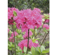 Närbild av en rosa azaleablomma