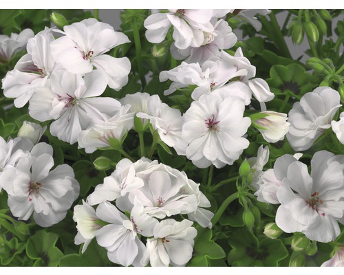 Vita pelargonblommor med gröna blad