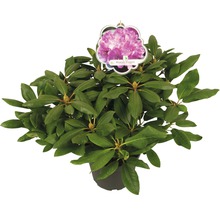 Rhododendron Roseum Elegans i kruka