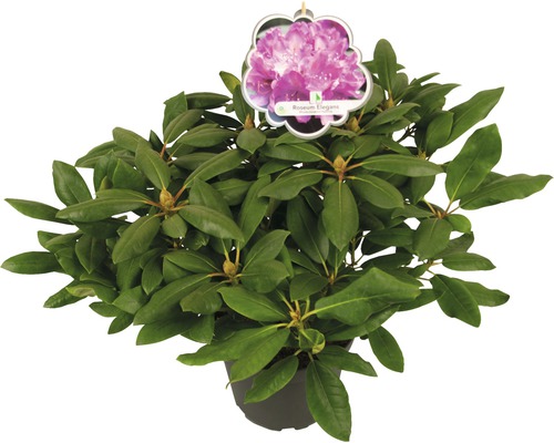 Storblommig alpros FLORASELF Rhododendron Hybride rosa 30-40cm co 5L
