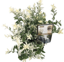 Klätterbenved FLORASELF Euonymus fortunei Harlequin 20-25cm Co 2L