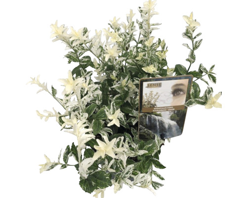 Klätterbenved FLORASELF Euonymus fortunei Harlequin 20-25cm Co 2L