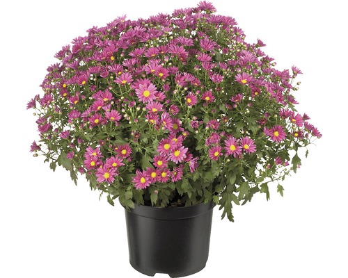 Krysantemum FLORASELF Chrysanthemum indicum ca 40-50cm Ø19cm tillfälligt sortiment