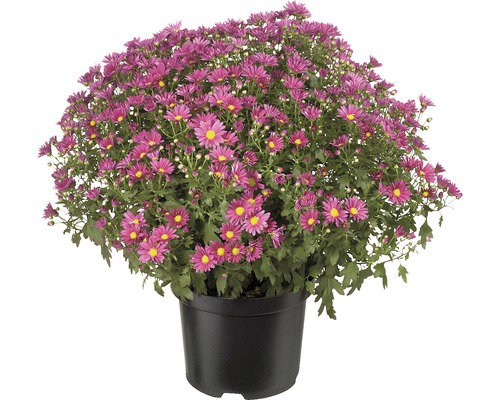 Krysantemum FLORASELF Chrysanthemum indicum ca 40-50cm Ø19cm tillfälligt sortiment Krysantemum i kruka med violetta blommor