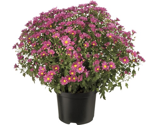 Krysantemum i kruka med lila blommor