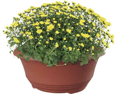 Gula krysantemum i blomkruka