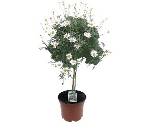 Buskmargerit FLORASELF Chrysanthemum frutescens Ø18cm vit