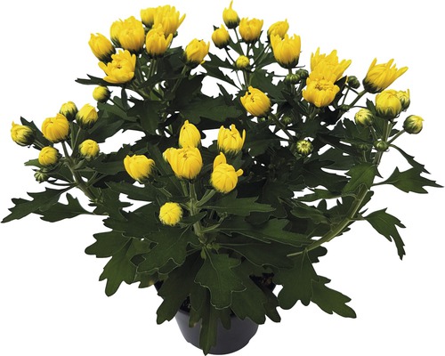 Gul krysantemum i kruka