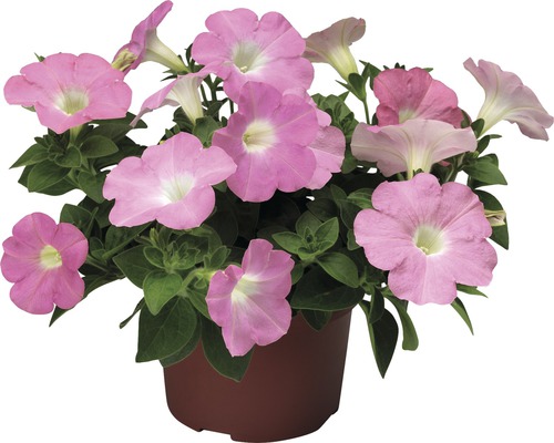 Petunia i en kruka med rosa blommor