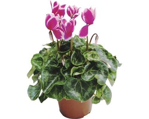Cyklamen krukväxt med rosa blommor i kruka