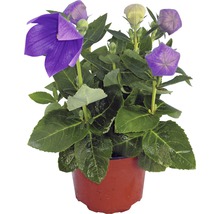 Ballongblomma i kruka