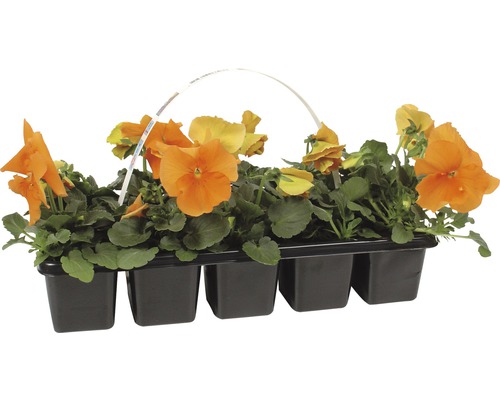 Orange penséer i kruka