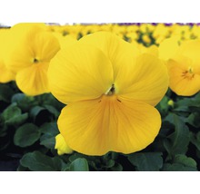 Närbild av gul penséblomma