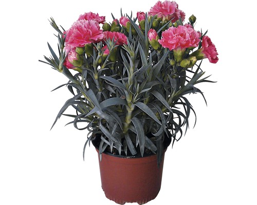 Nejlika mix FLORASELF Dianthus caryophyllus 'Super Trooper' 15-18cm Ø10,5cm tillfälligt sortiment