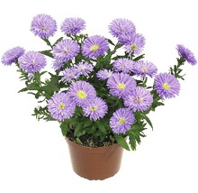 Kruka med lila asterblommor