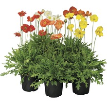 Linnévallmo Papaver Nudicaule 12-pack