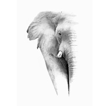 Poster Elephant 50x70cm-thumb-0