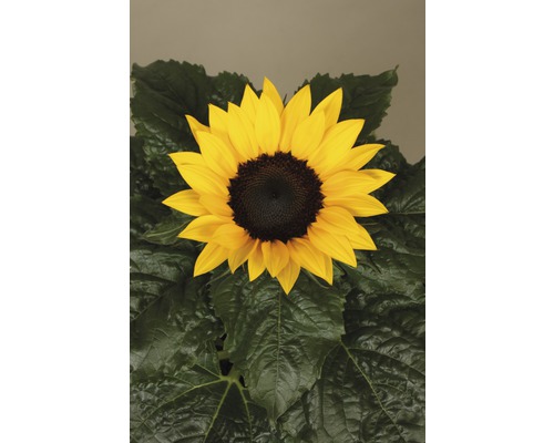 Solros med gula kronblad och gröna blad