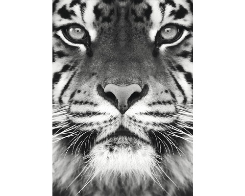 Poster Tiger 50x70cm