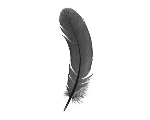 Poster Feather 30x40cm