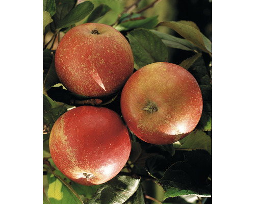 Ekologiskt höstäpple FLORASELF Bio Malus domestica 'Cox Orange' stamhöjd ca 60cm totalhöjd 130-150cm co 7,5L buske