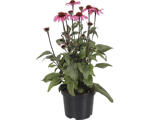 Solhatt FLORASELF Echinacea ‘Awake' Co 3L