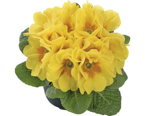 Jordviva FLORASELF Primula acaulis Ø9cm sorterad Jordviva FLORASELF Primula acaulis Ø9cm sorterad