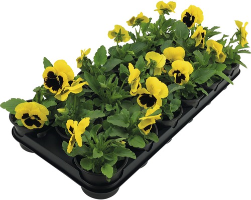 Gula penséer i odlingslåda