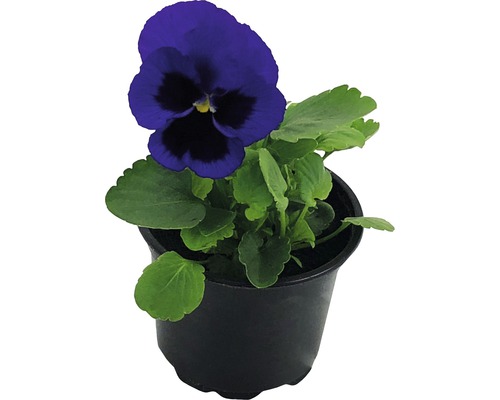 Blå pensé i en kruka