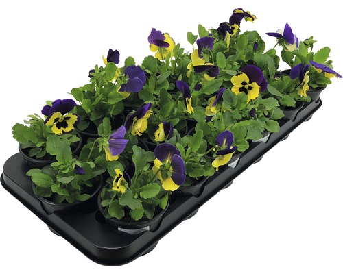 Violer i odlingskruka på en odlingsplatta