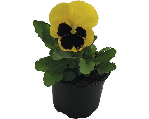 Styvmorsviol FLORASELF Viola wittrockiana Ø9cm sorterad Styvmorsviol FLORASELF Viola wittrockiana Ø9cm sorterad