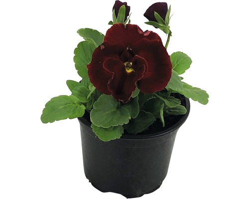 Hornviol i kruka med mörkröda blommor