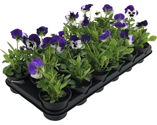 Styvmorsvioler i en odlingslåda