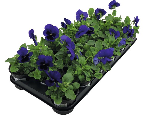 Bärbricka med violblommor