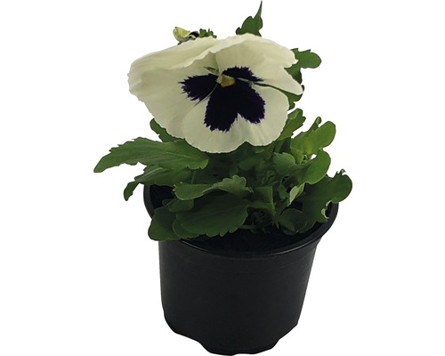 Styvmorsviol i kruka