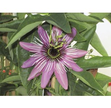 Närbild av en passionsblomma med blad