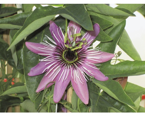 Närbild av en passionsblomma med blad