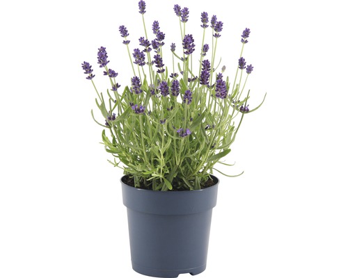Lavendel i kruka