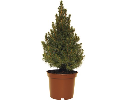 Sockertoppsgran FLORASELF Picea glauca 'Conica' 30-40cm Co 3L minijulgran avsedd för plantering