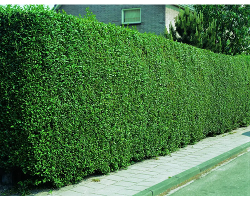 Tät grön häck som trädgårdsstaket