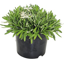 Edelweiss växt i en kruka