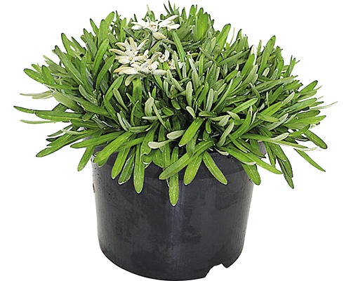 Edelweiss FLORASELF Leontopodium alpinum 5-15 cm co 0,7 L